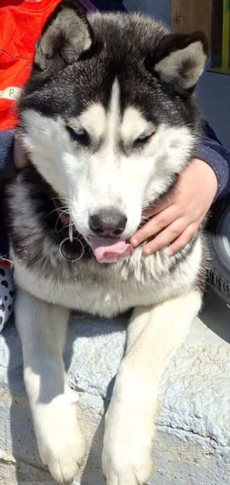 Donez catelusa HUSKY, varsta 3 ani