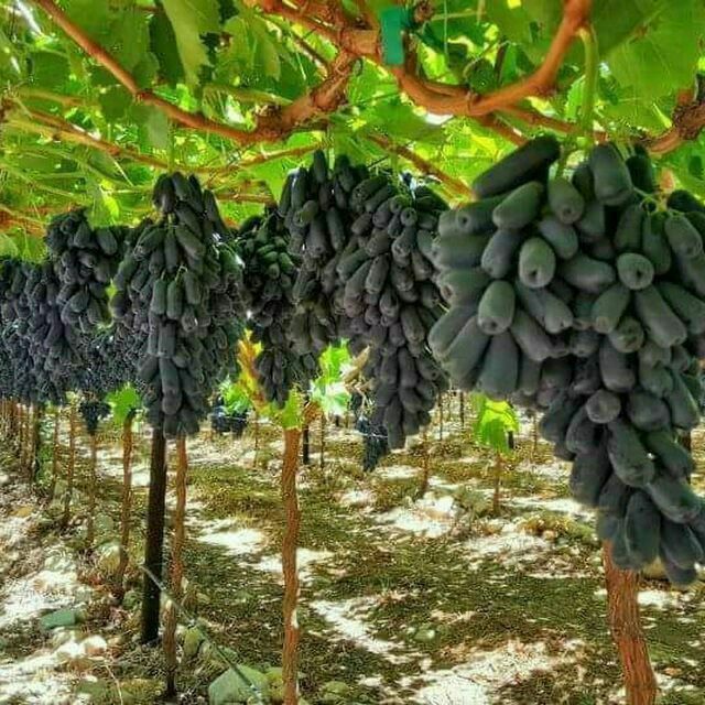 penklidi pol Karlik olma kochatlar bor