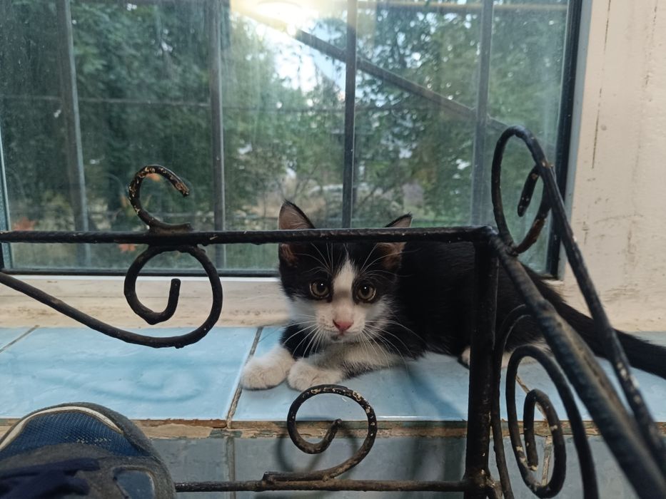 Мыргаулар, котята