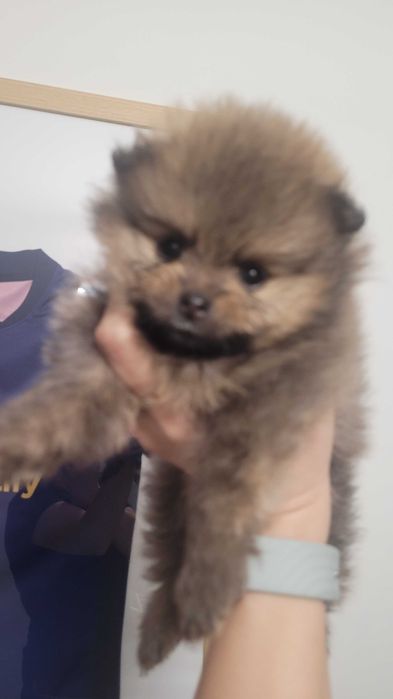 Померанчета на 2 месеца