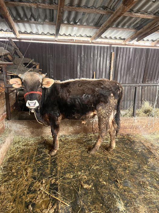 Продам бычка.