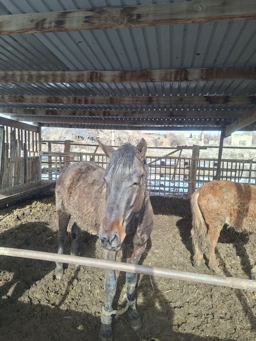 Жылкы Құнан сатылады семіз.