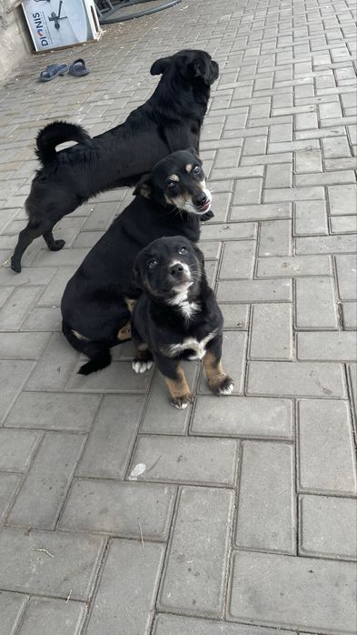 отдам щенка в добрые руки