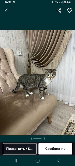 Кошки шатланскии