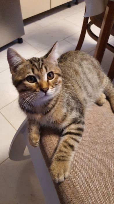 Котята шотландской вислоухой
