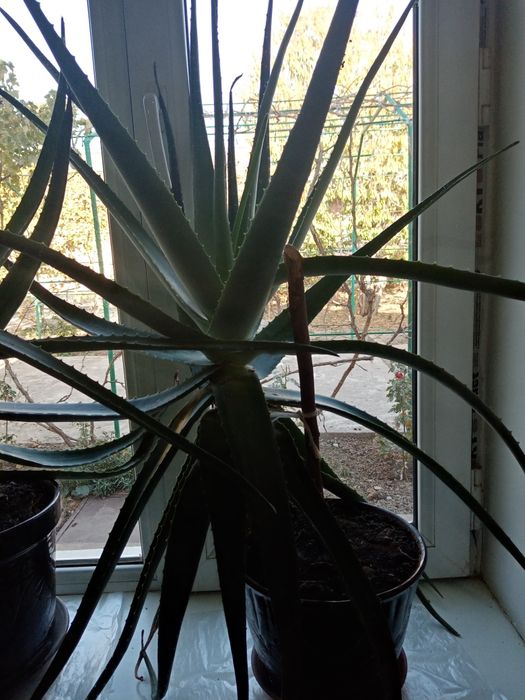 Продаётся алое вера