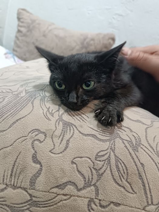 Отдам кошечку (котенок)