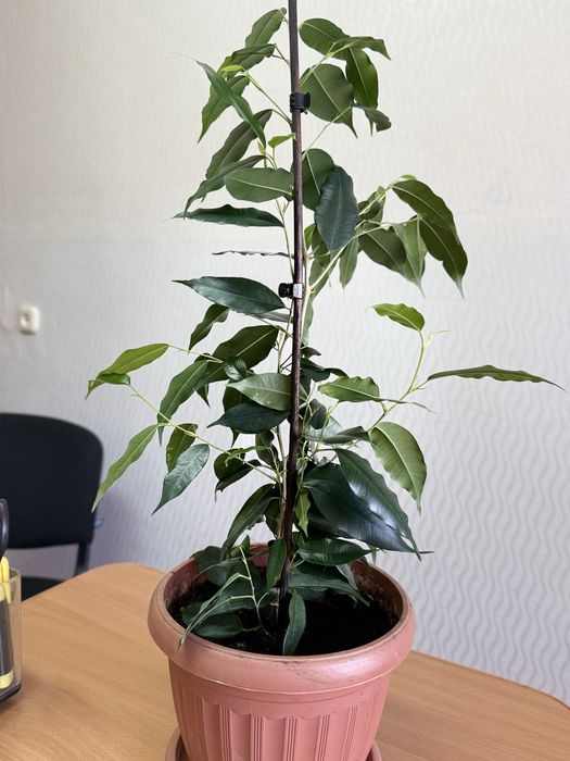 фикус Бенджамина