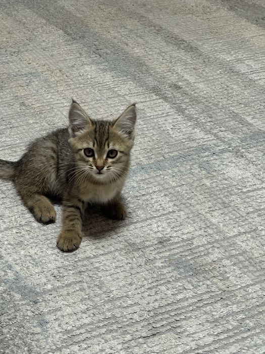 Отдам котенка в хорошие руки