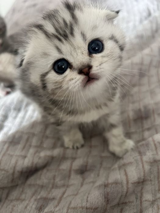 Продам породистых котят