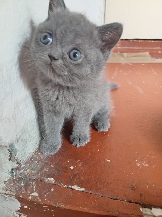 Британ мушукчалар сотиали