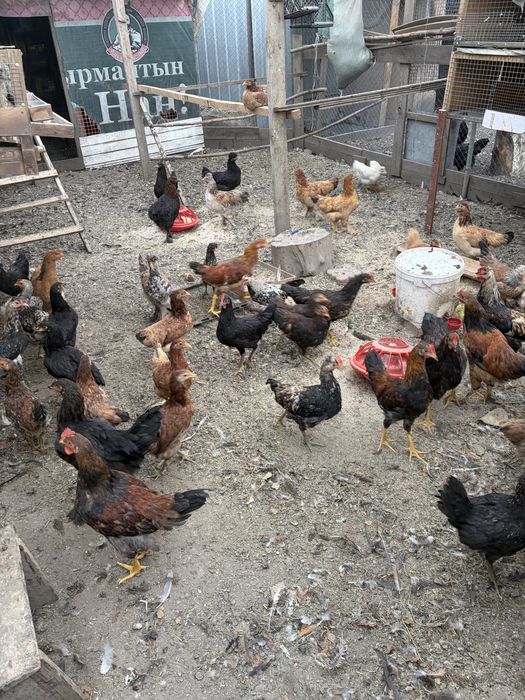 Продам Курей петухов