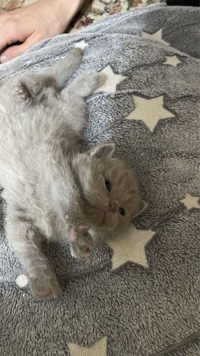 Продам котёнки британские