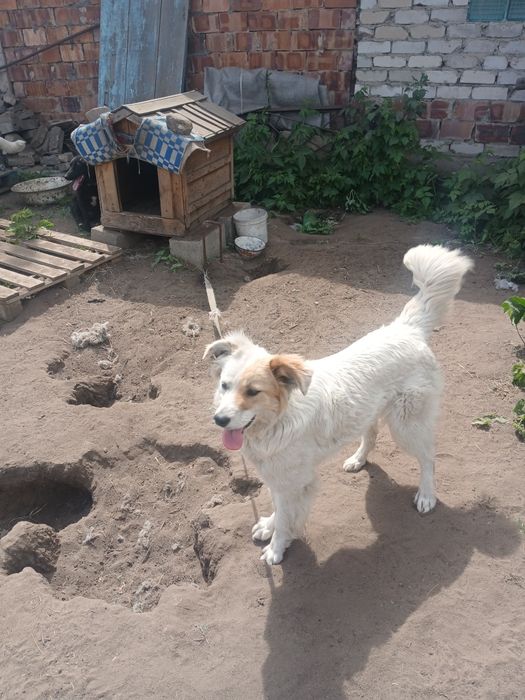 Собаки в добрые руки