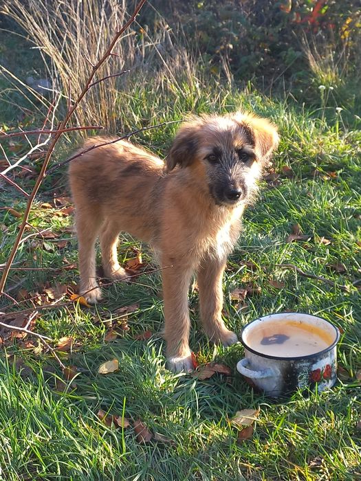 Щеночки в добрые руки
