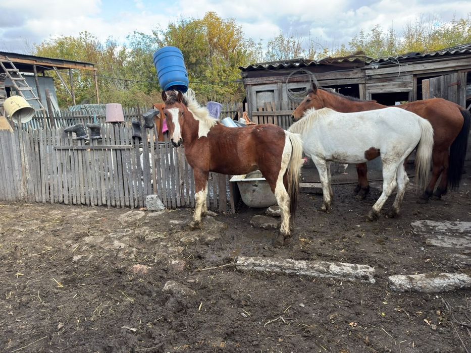 КРС , лошади продам