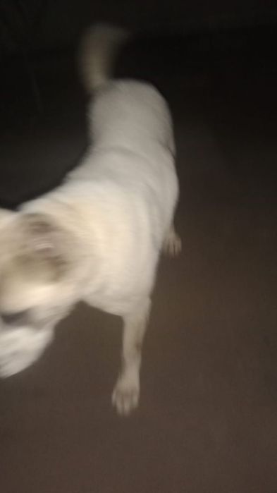 Алабай қабаған емес