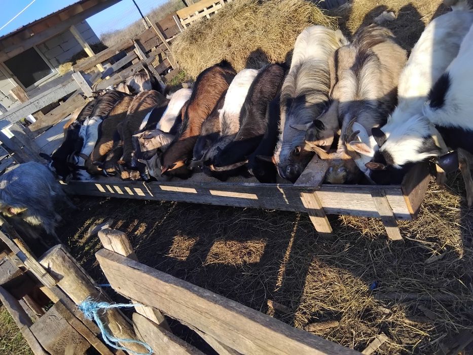 Capre gestante  tinere