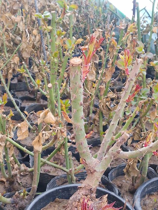Hidli atirgul koʻchatlari bor har-xil soʻrtlari bor hidsizlarixam