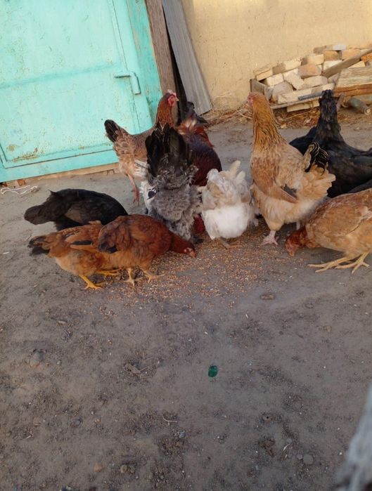 Курица курица курица