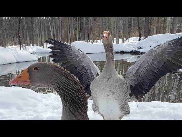 Ouă Gâscă Toulouse (9kg gâsca), găină, rață, curcă-nu expediem în țară