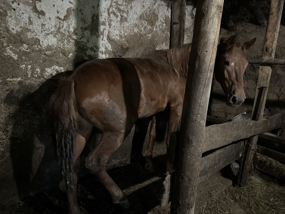 Продается тай