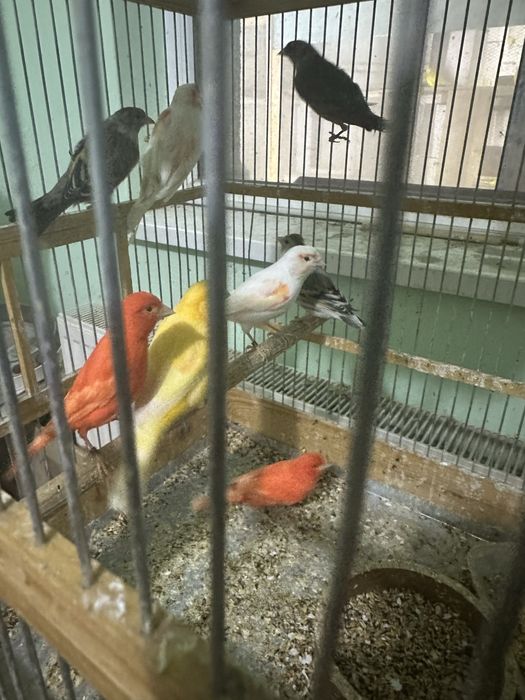 Canari diverse culori masculi/femele