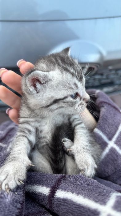 продам породистых котят