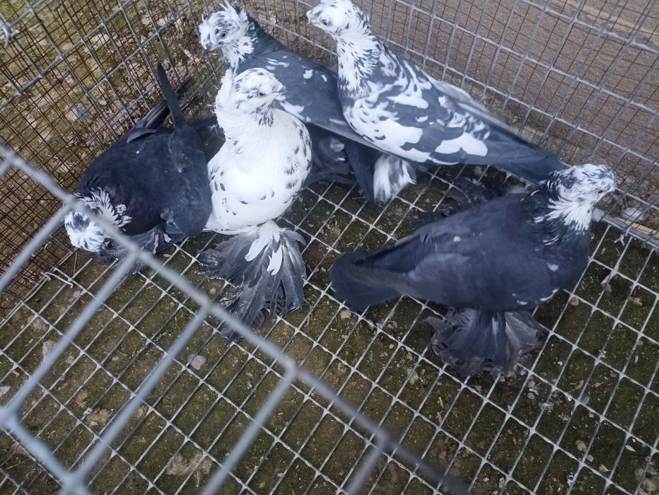 Продаются голубки сочихи