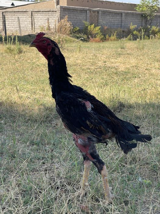 Rus bir bolani havaskor xorozni sorishga majbur qildi.