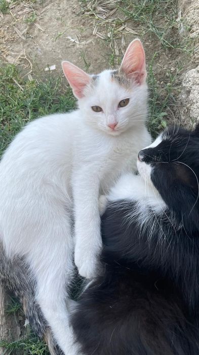 Кошечки в добрые руки