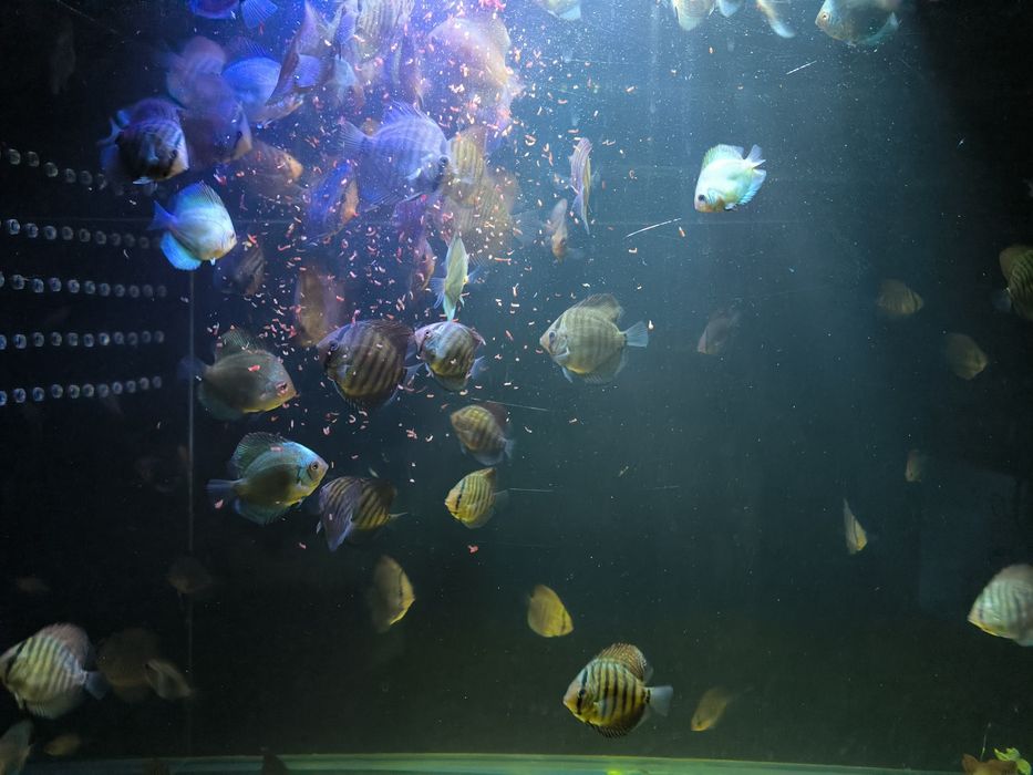 Продам Дискусов, мальки! Дискусы