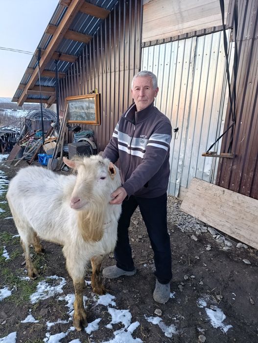 Vând țap sannen sau schimb