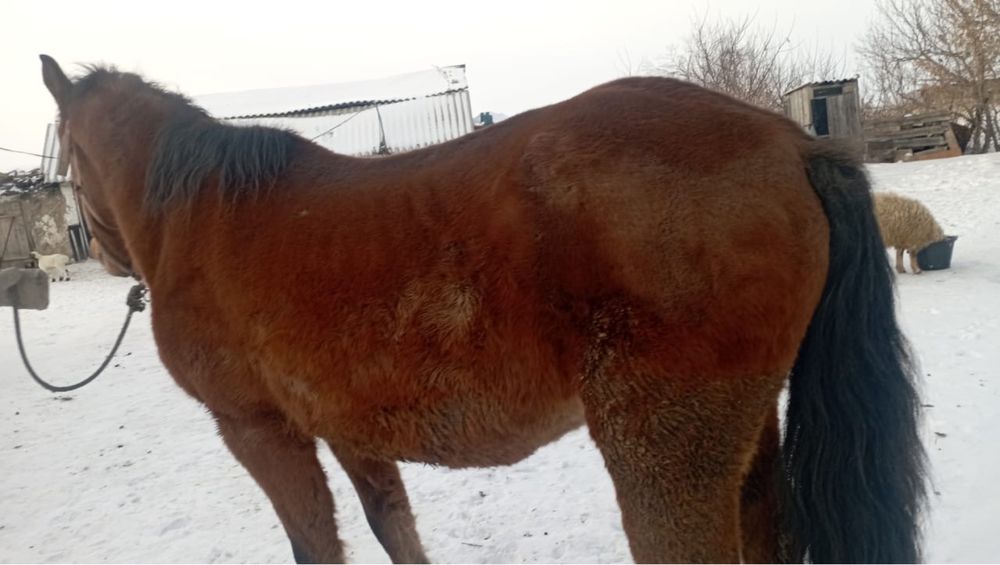 Продам кобыла деревне