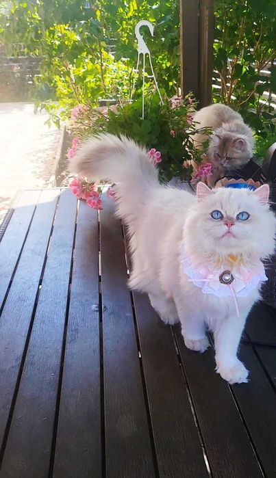 Fetita British Longhair alba cu ochi albastri superba