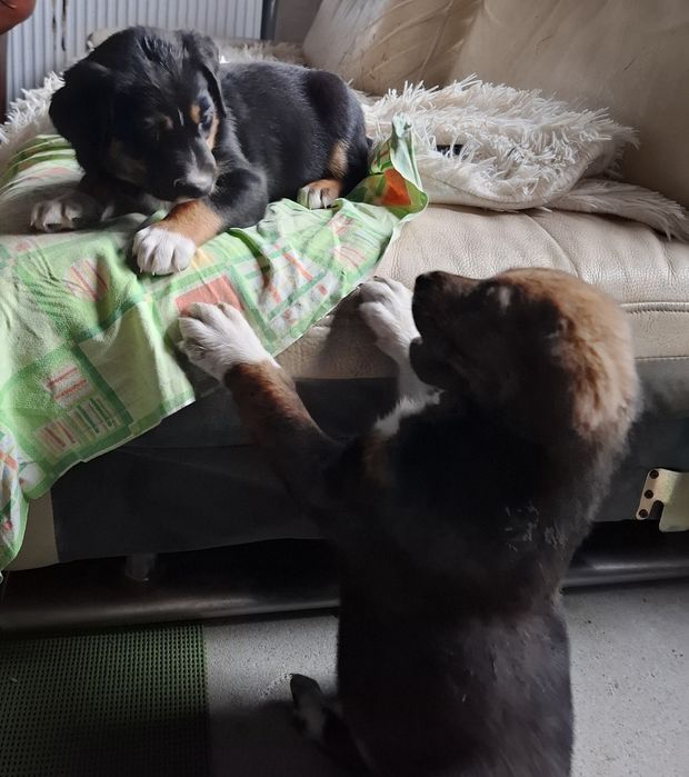 Donez catei mama doberman tata metis