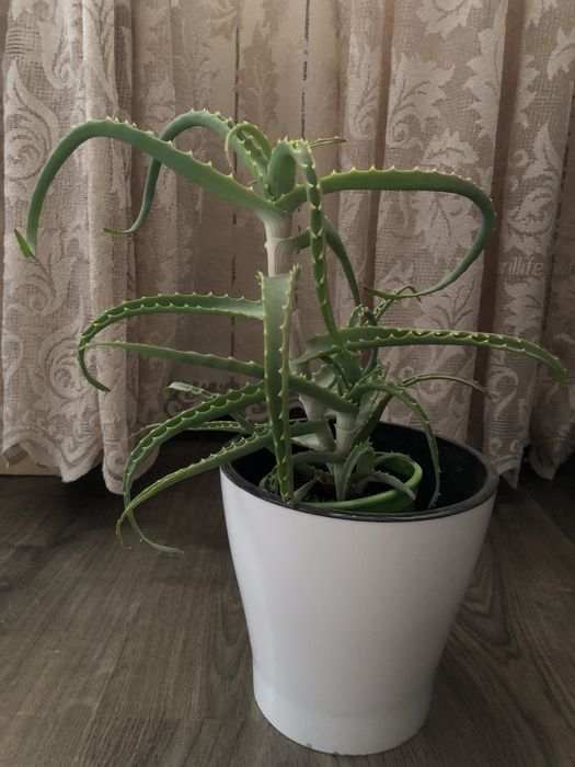 Алоэ разных сортов