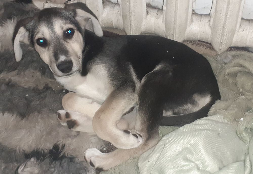 Отдам в добрые руки щенка-мальчик 2 месяца