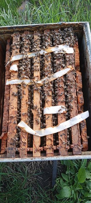 15 familii de vânzare