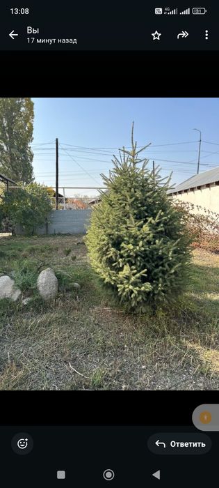 Продается сосны и елки