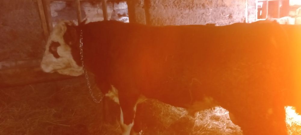 Продам бычков.  .