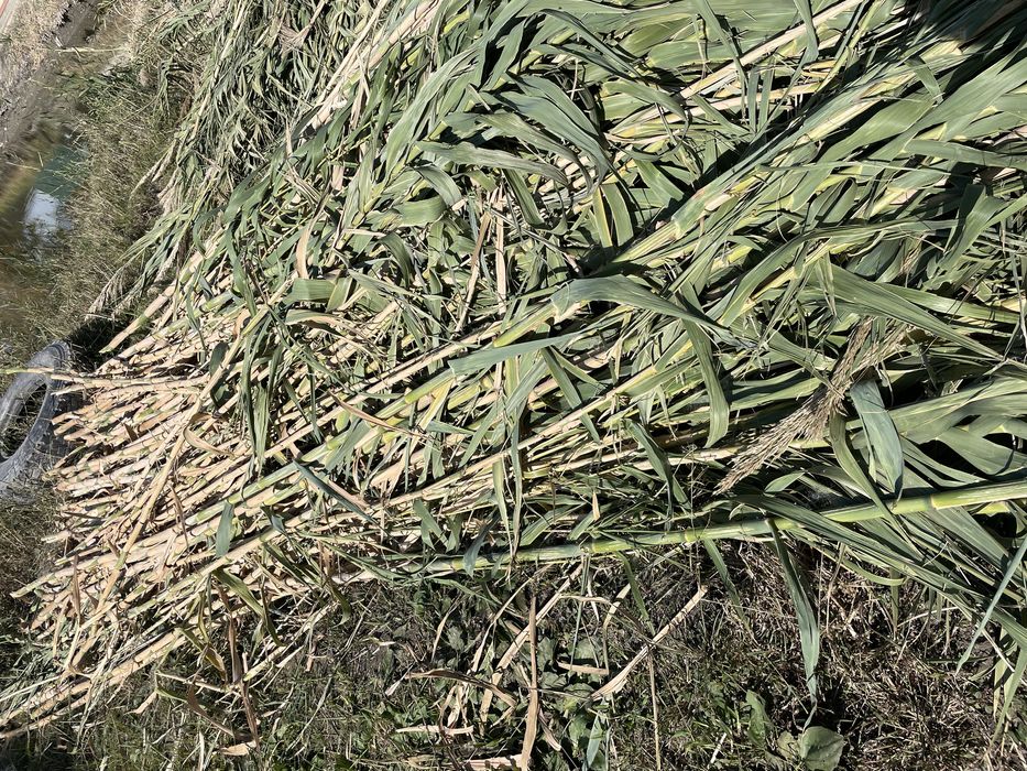 Qamish devor qilish va tomni yopish uchun