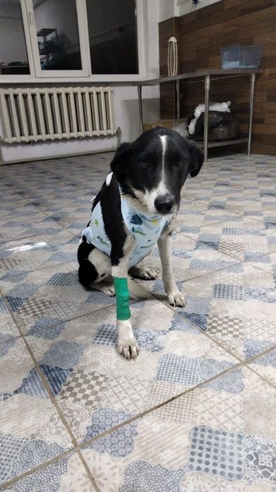 В поиске любящей семьи