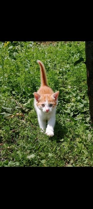 Маленькие котята ищут дом