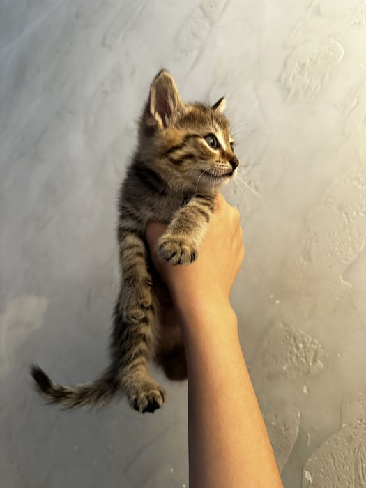 Котята ,3 мальчика 1 девочка , ходят в латок
