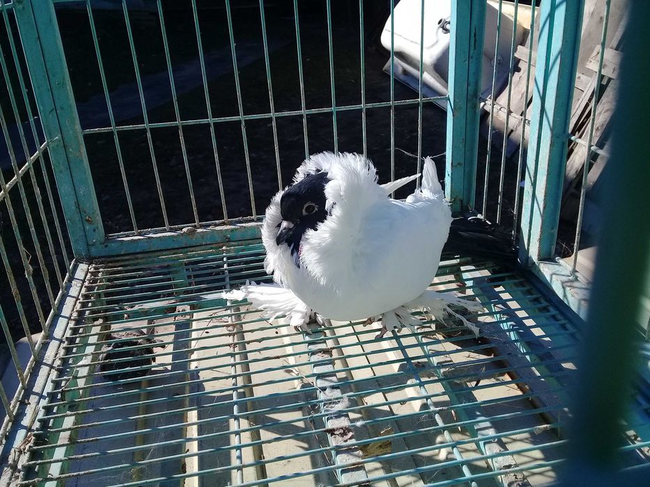 продам голубя монаха