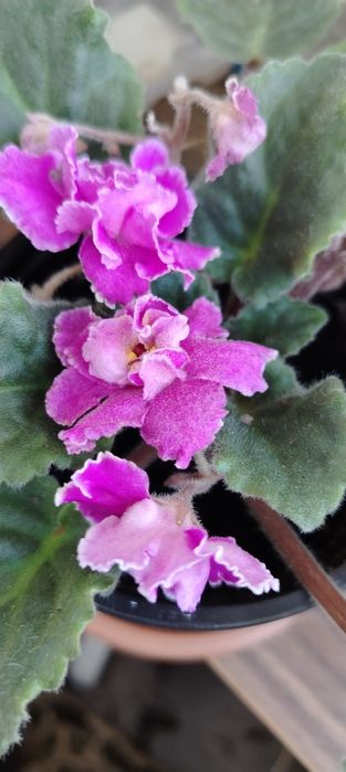 Продам сортовые цветущие фиалки