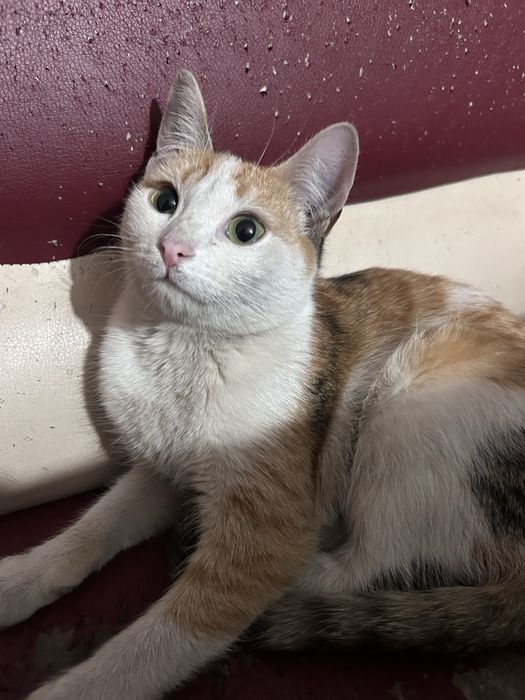 Отдаю в добрые руки