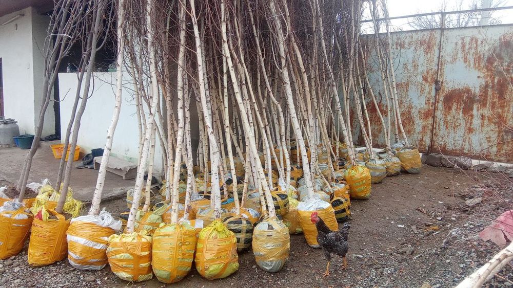 Декоративные дерево