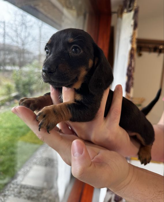 Catei teckel (Dachshund)
